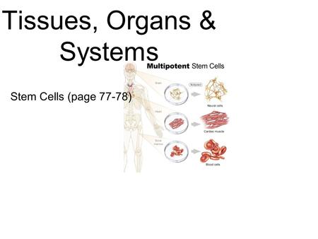 Stem Cells (page 77-78) Tissues, Organs & Systems.