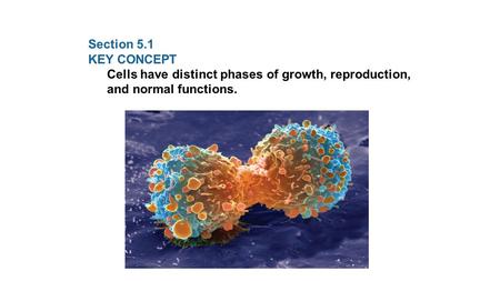 Section 5.1 KEY CONCEPT Cells have distinct phases of growth, reproduction, and normal functions.