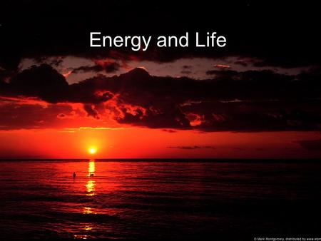 Energy and Life. Energy Pyramids: Autotrophs Characteristics: Use light energy from sun to produce food (convert sunlight energy to chemical energy)