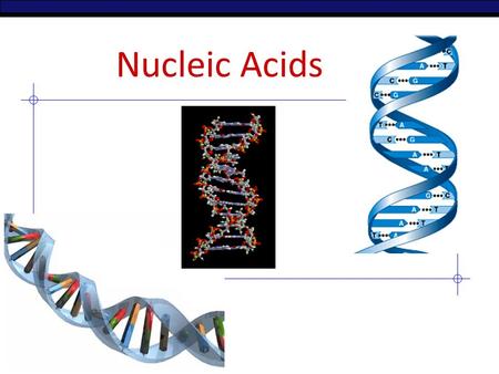 AP Biology Nucleic Acids 2006-2007 Nucleic Acids Function: – store & transmit hereditary information polymers = – RNA (ribonucleic acid) – DNA (deoxyribonucleic.