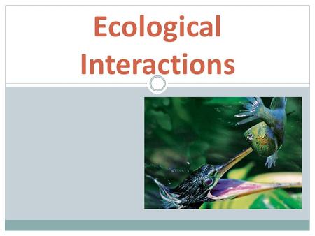 Ecological Interactions. ENGAGEMENT  As you watch the youtube video, describe how the Rhino and Bird interact.