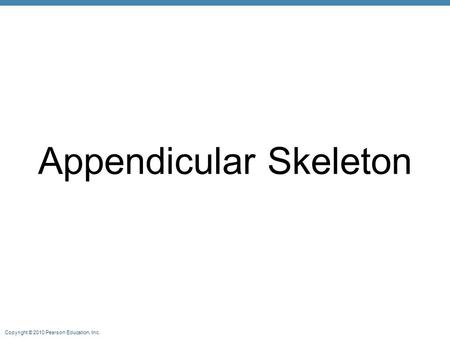Copyright © 2010 Pearson Education, Inc. Appendicular Skeleton.