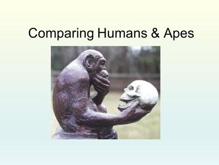 Comparing Humans & Apes. Why Bipedalism? Chimpanzees & bipedalism Chimpanzees use a variety of postures. Their main mode of slow locomotion on the ground.