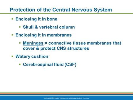 Copyright © 2009 Pearson Education, Inc., publishing as Benjamin Cummings Protection of the Central Nervous System  Enclosing it in bone  Skull & vertebral.