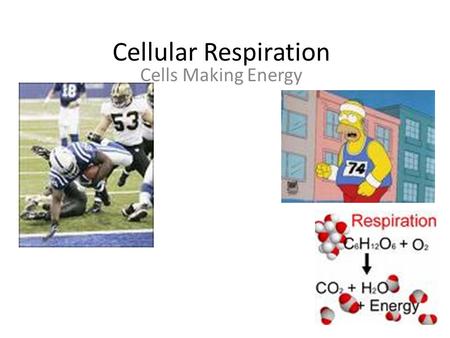 Cellular Respiration Cells Making Energy.