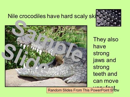 Nile crocodiles have hard scaly skin. They also have strong jaws and strong teeth and can move very fast. Sample Slide Random Slides From This PowerPoint.