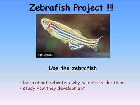 Zebrafish Project !!! Use the zebrafish