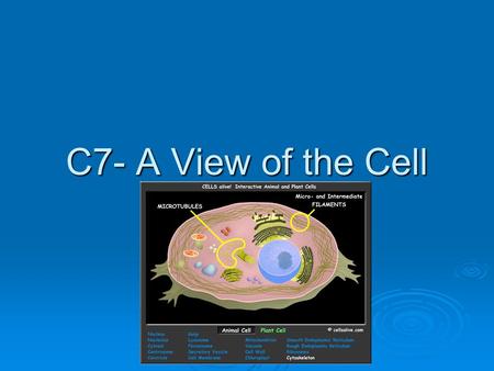 C7- A View of the Cell. A View of the Cell  7-1 Discovery of Cells  7-2 Plasma Membrane Plasma MembranePlasma Membrane  7-3.