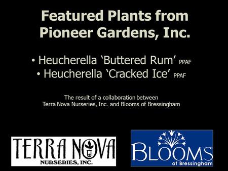 Featured Plants from Pioneer Gardens, Inc. Heucherella ‘Buttered Rum’ PPAF Heucherella ‘Cracked Ice’ PPAF The result of a collaboration between Terra Nova.