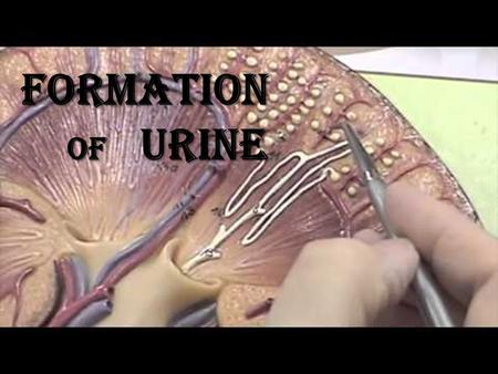 Formation of Urine Formation of Urine.