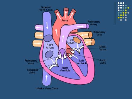 (HOW THE HEART WORKS) HEART PHYSIOLOGY. (HOW THE HEART WORKS) HEART PHYSIOLOGY.