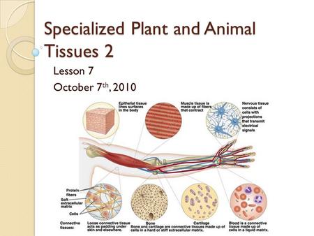 Specialized Plant and Animal Tissues 2 Lesson 7 October 7 th, 2010.