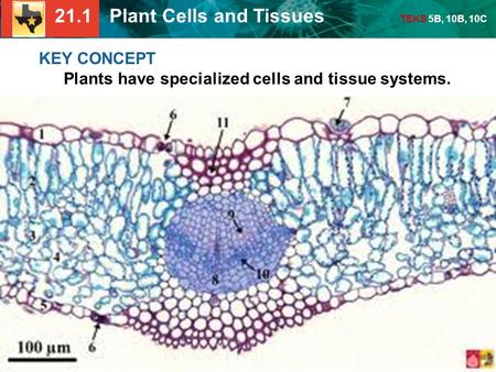 21.1 Plant Cells and Tissues TEKS 5B, 10B, 10C KEY CONCEPT Plants have specialized cells and tissue systems.