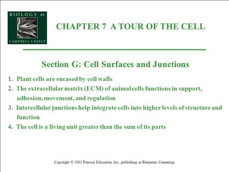 CHAPTER 7 A TOUR OF THE CELL Copyright © 2002 Pearson Education, Inc., publishing as Benjamin Cummings Section G: Cell Surfaces and Junctions 1.Plant cells.