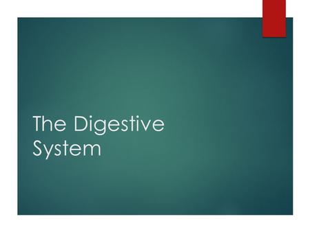 The Digestive System. Basic Information  Converts feed into a form that can be used by the body for maintenance, growth and reproduction  Mature light.
