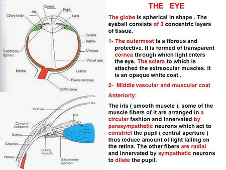 THE EYE The globe is spherical in shape. The eyeball consists of 3 concentric layers of tissue. 1- The outermost is a fibrous and protective. It is formed.