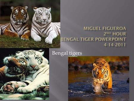 Bengal tigers.  Bengal tigers dwell in tropical jungles, brush, marsh lands, and tall grasslands in fragmented areas of Bangladesh, Nepal, India, Bhutan,