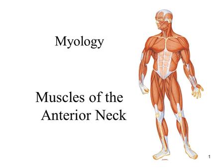 1 Myology Muscles of the Anterior Neck. 2 Muscles of the Neck Overview Muscle of neck are divided into two groups: –Anterior Superficial (2) Hyoids –Infrahyoids.