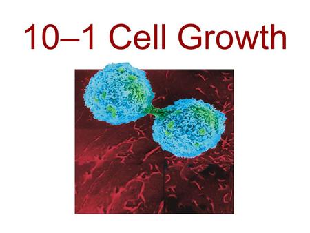 10–1 Cell Growth. Limits to Cell Growth The _______ a cell becomes, the _____ demands the cell places on its ____. In addition, the cell has more trouble.