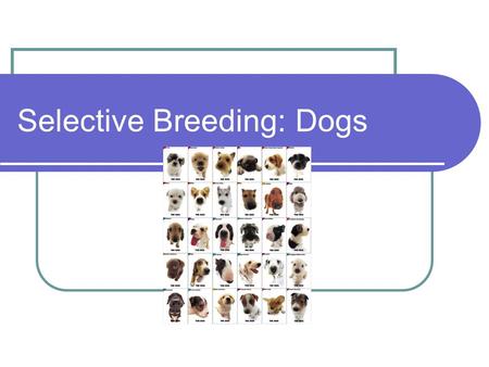 Selective Breeding: Dogs. What is Selective Breeding? Selective breeding in plants and domesticated animals is the process of developing a breed over.