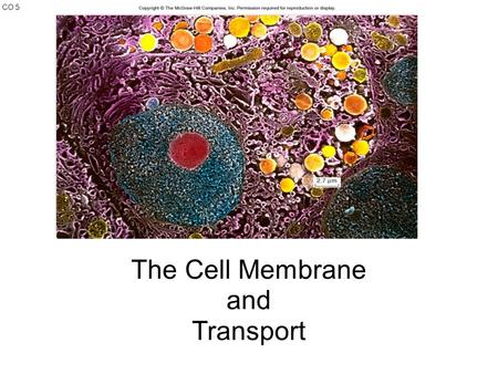 CO 5 The Cell Membrane and Transport. The Plasma Membrane - S.J. Singer proposed the Fluid Mosaic Model to describe the cell membrane The membrane is.
