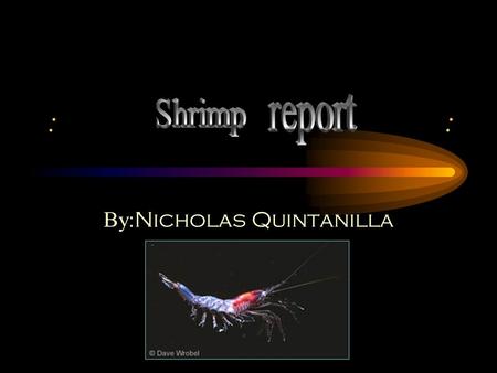 : By: Nicholas Quintanilla. : Species Information Size :to 1.5 inches long Range : midwater 2,297-3,281 feet Relatives : other shimp; crabs; lobsters.