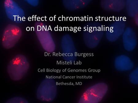 The effect of chromatin structure on DNA damage signaling
