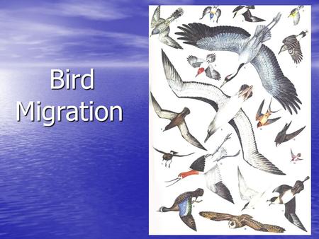 Animal Migration. What is migration? Migration: Seasonal back and forth  journeys between two sites Migrant vs. Resident. - ppt download