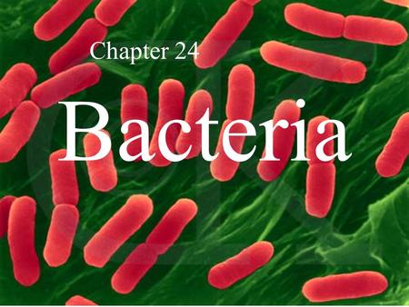 Chapter 24 Bacteria.