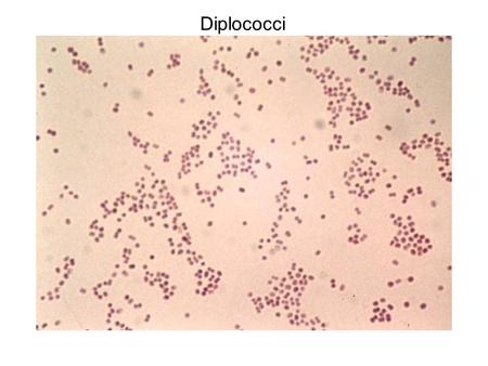 Diplococci Neisseria gonorrhoeae. Streptococci Streptococcus pyogenes.