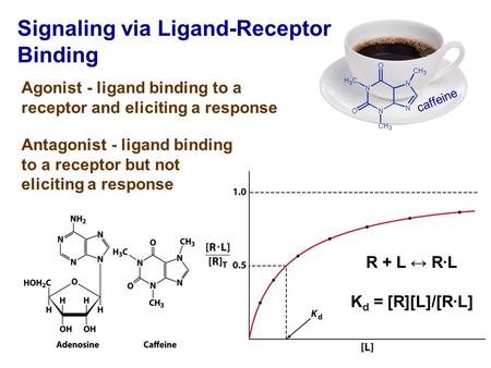 Caffeine Signaling via Ligand-Receptor Binding Agonist - ligand binding to a receptor and eliciting a response Antagonist - ligand binding to a receptor.
