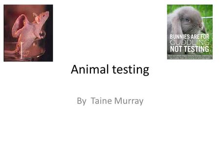 Animal testing By Taine Murray.