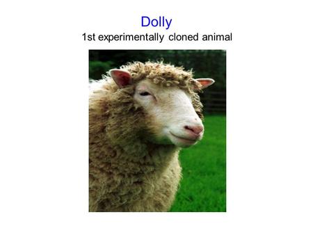 Dolly 1st experimentally cloned animal.