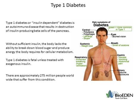 Type 1 Diabetes Type 1 diabetes or “insulin dependent” diabetes is an autoimmune disease that results in destruction of insulin-producing beta cells of.