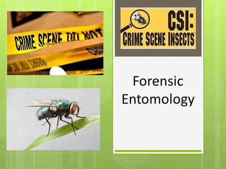 Forensic Entomology.