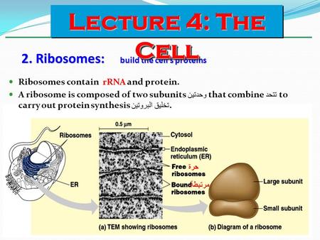 2. Ribosomes: build the cell’s proteins