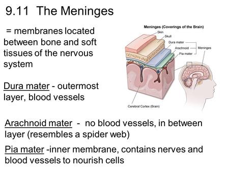 9.11 The Meninges = membranes located between bone and soft tissues of the nervous system Dura mater - outermost layer, blood vessels Arachnoid mater -