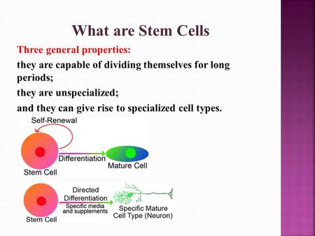 What are Stem Cells Three general properties: they are capable of dividing themselves for long periods; they are unspecialized; and they can give rise.