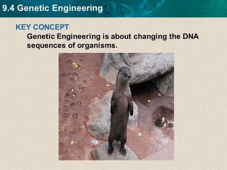 9.4 Genetic Engineering KEY CONCEPT Genetic Engineering is about changing the DNA sequences of organisms.