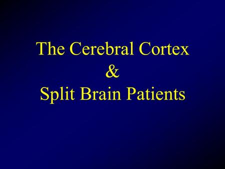 The Cerebral Cortex & Split Brain Patients