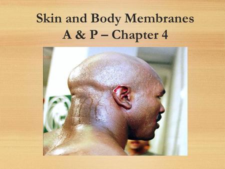 Skin and Body Membranes A & P – Chapter 4. Integumentary System Skin (cutaneous membrane) Skin derivatives Sweat glands Oil glands Hairs Nails.