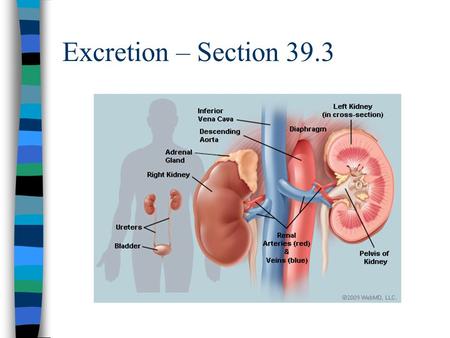Excretion – Section 39.3. Excretion n Process that rids the body of substances: –toxic chemicals –excess water –salts –carbon dioxide n Maintains osmotic.