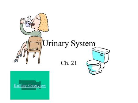 Urinary System Ch. 21 Kidney Overview. Parts of the Urinary System 2 Kidneys 2 Ureters Urinary Bladder Urethra.