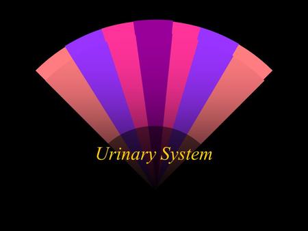 Urinary System. Functions Cells produce waste that can become toxic if they accumulate The urinary system: removes salts and nitrogenous wastes maintains.