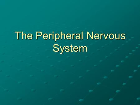The Peripheral Nervous System. Peripheral Nervous System 31 pairs of spinal nerves 12 pairs of cranial nerves All of the smaller nerves that branch from.