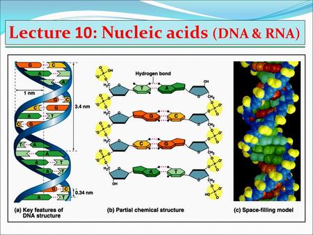 Lecture 10: Nucleic acids (DNA & RNA). There are two types of nucleic acids: 1)Deoxyribonucleic acid (DNA): is the genetic material المادة الوراثية in.