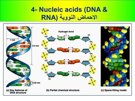 4- Nucleic acids (DNA & RNA)الاحماض النووية. Watson and Crick discovered the double helix الحلزون المزدوج In April 1953, James Watson and Francis Crick.