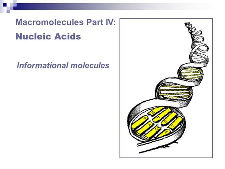 Macromolecules Part IV: Nucleic Acids Informational molecules.