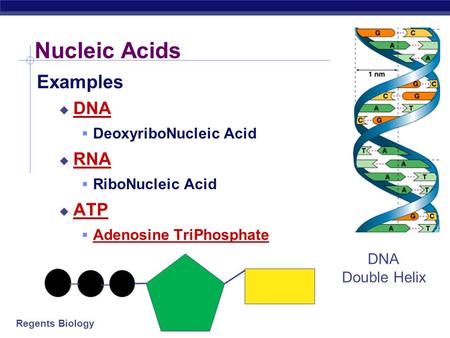 Nucleic Acids Examples DNA RNA ATP DeoxyriboNucleic Acid