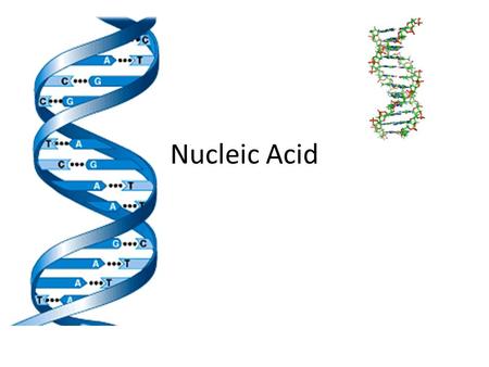 Nucleic Acid Nucleic Acids Examples: – RNA (ribonucleic acid) single helix – DNA (deoxyribonucleic acid) double helix Structure: – monomers = nucleotides.